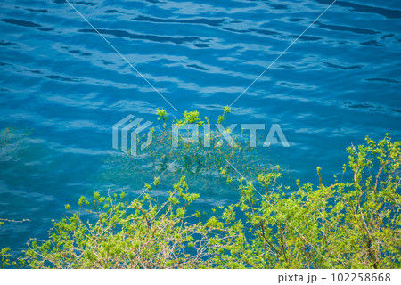 奥四万湖の水没林 102258668
