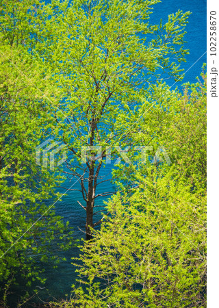 奥四万湖の水没林 102258670