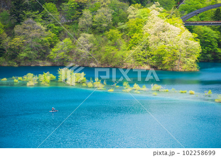 奥四万湖の水没林 102258699