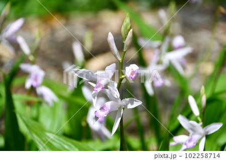 クチベニシラン 102258714