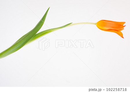 ビタミンカラーのオレンジ色横向きチューリップ白背景 102258718