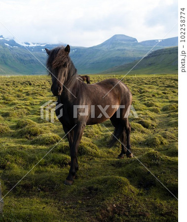 Icelandic horses grazing at the Berg Horse Farm in Iceland. High quality photo. The beautiful horses of Iceland roaming the grassy plains of the Snaefellsnes peninsula.	 102258774