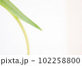 ビタミンカラーの下向きチューリップ茎と葉の部分だけ白背景 102258800
