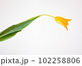 ビタミンカラーのオレンジ色横向きチューリップ白背景 102258806