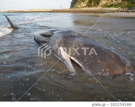 マッコウクジラ　ストランディング 102259166