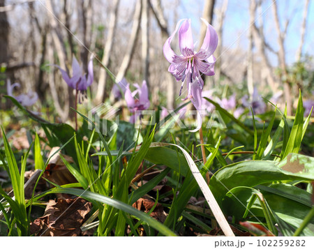 カタクリの花のある風景 102259282