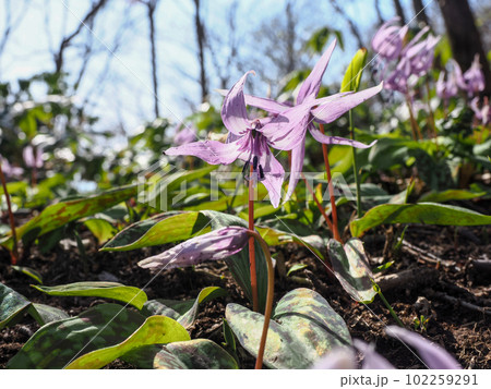 カタクリの花のある風景 102259291