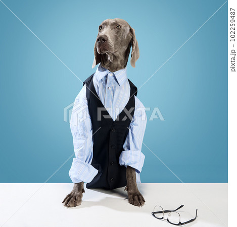 Humorous image of Weimaraner dog wearing business clothes, suit and eyeglasses posing over blue studio background. Fluffy boss 102259487