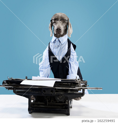 Portrait of Weimaraner dressed as businessman with eyeglasses posing near typewriter over blue studio background. Bossy dog 102259491