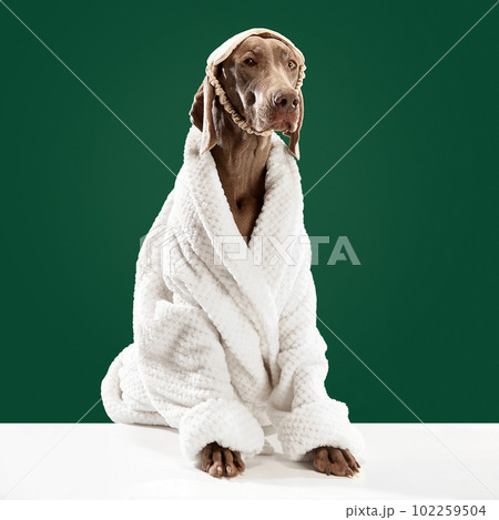 Weimaraner with shiny fur wearing white bathrobe and sleeping mask after pet care procedures on green background. Professional animal care 102259504