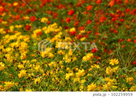 コスモス　赤黄 102259959