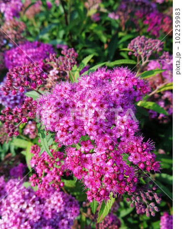 シモツケの花 シモツケの花 102259983