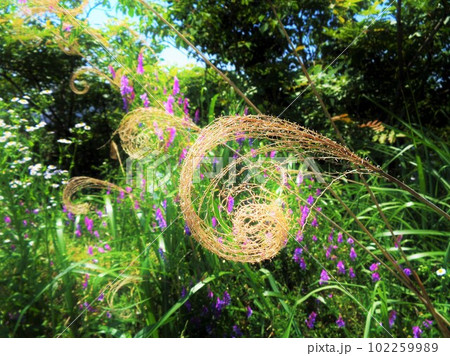 ぐるぐる・ススキとナヨクサフジの光景 102259989