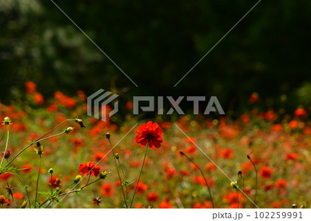 赤いコスモス 102259991
