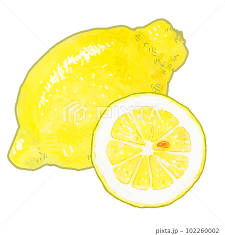 檸檬のイラスト　実物みたいなフォルムのシンプルなタッチ 102260002