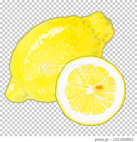 檸檬のイラスト　実物みたいなフォルムのシンプルなタッチ 102260002