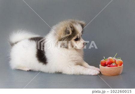 Closeup cute pomeranian dog looking red strawberry in hand with happy moment, selective focus Closeup cute pomeranian dog looking red strawberry in hand with happy moment, selective focus 102260015