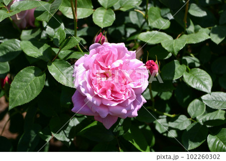 バラ バラ 102260302