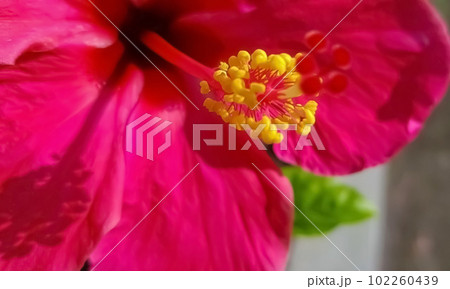 Beautiful close up of pink flower (Pink allamanda or Allamanda blanchetii A.DC, or Apocynaceae) with drops of fresh dew in the morning 102260439