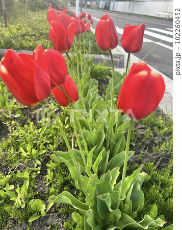 風に負けずたたずむチューリップ 風に負けずたたずむチューリップ 102260452