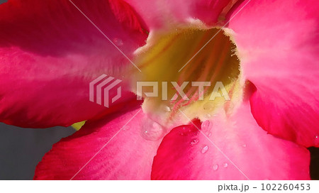 Beautiful close up of pink flower (Pink allamanda or Allamanda blanchetii A.DC, or Apocynaceae) with drops of fresh dew in the morning Beautiful close up of pink flower (Pink allamanda or Allamanda blanchetii A.DC, or Apocynaceae) with drops of fresh dew in the morning 102260453