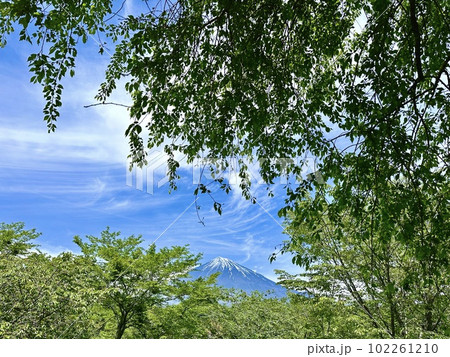 葉桜と富士山 102261210