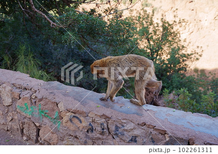 Macaque monkey walking on wall near Ouzoud waterfalls in Morocco Macaque monkey walking on wall near Ouzoud waterfalls in Morocco 102261311