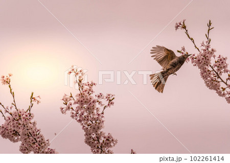 桜と鵯~春の光~ 桜と鵯~春の光~ 102261414