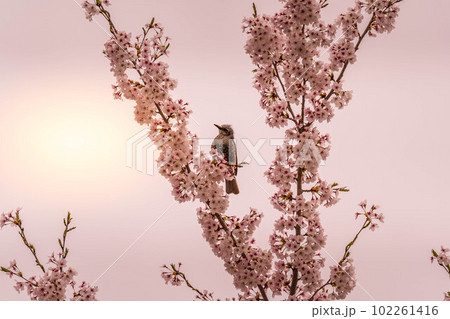 桜と鵯~春の光~ 桜と鵯~春の光~ 102261416