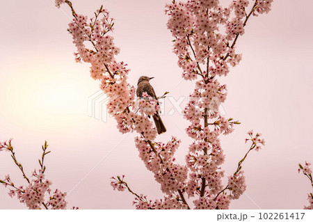 桜と鵯~春の光~ 桜と鵯~春の光~ 102261417