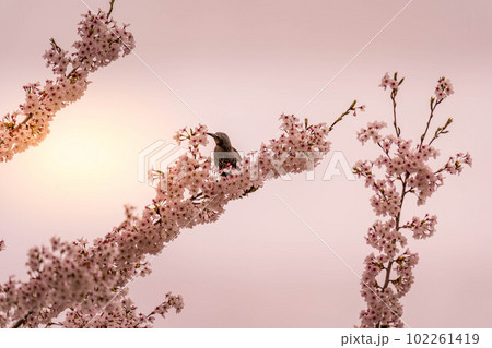 桜と鵯~春の光~ 桜と鵯~春の光~ 102261419