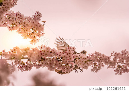 桜と鵯~春の光~ 桜と鵯~春の光~ 102261421