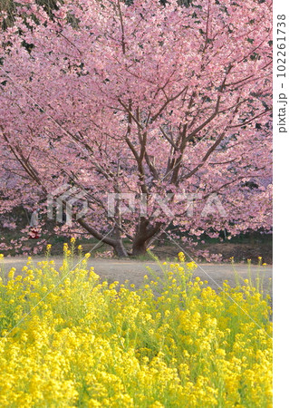 満開のピンクの桜と一面黄色の菜の花畑 102261738