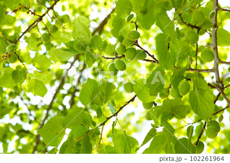 green ume tree green ume tree 102261964