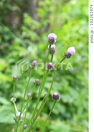 キツネアザミ（狐薊） 102261974