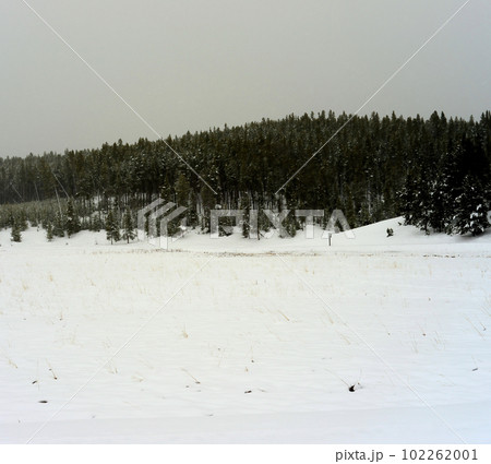 Yellowstone Winter Snow Yellowstone Winter Snow 102262001