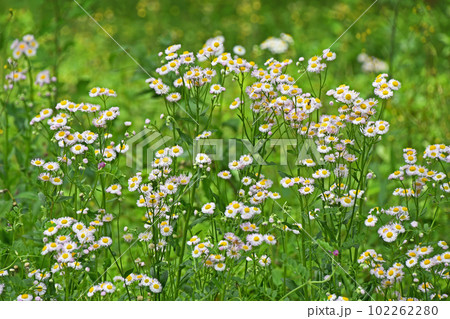 群生するハルジオン(春紫苑) 群生するハルジオン(春紫苑) 102262280