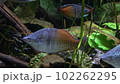 Exotic tropical fish in the aquarium 102262295