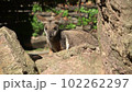Yellow-footed rock-wallaby behind a rock. Closeup portrait. 102262297