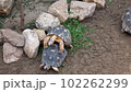 Turtles in mating season male and female 102262299