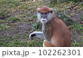 The patas monkey (Erythrocebus patas), also known as the wadi monkey or hussar monkey 102262301