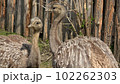 Two adults of Darwin's rhea (Rhea pennata), also known as the lesser rhea. 102262303