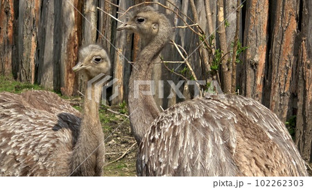 Two adults of Darwin's rhea (Rhea pennata), also known as the lesser rhea. Two adults of Darwin's rhea (Rhea pennata), also known as the lesser rhea. 102262303