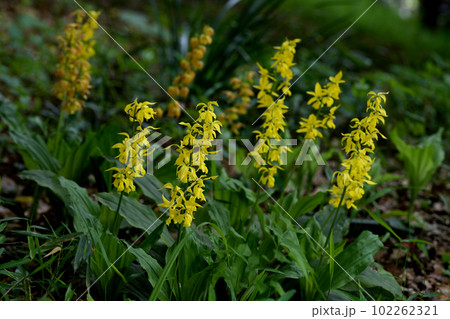 キエビネの花 キエビネの花 102262321