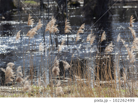 A forest river and tall dry grass. Bare trees and blue spring sky on a sunny day. 102262499