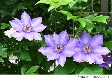 クレマチス 102262521