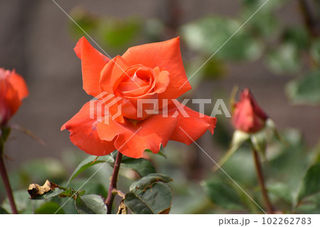 オレンジ色の春のバラ オレンジ色の春のバラ 102262783