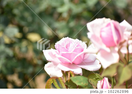 華やかなピンクの春のバラ 102262896
