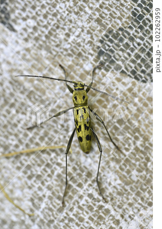 キイロトラカミキリ キイロトラカミキリ 102262959