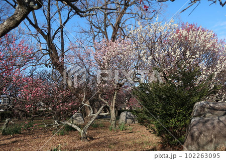 福岡の春　舞鶴公園 102263095